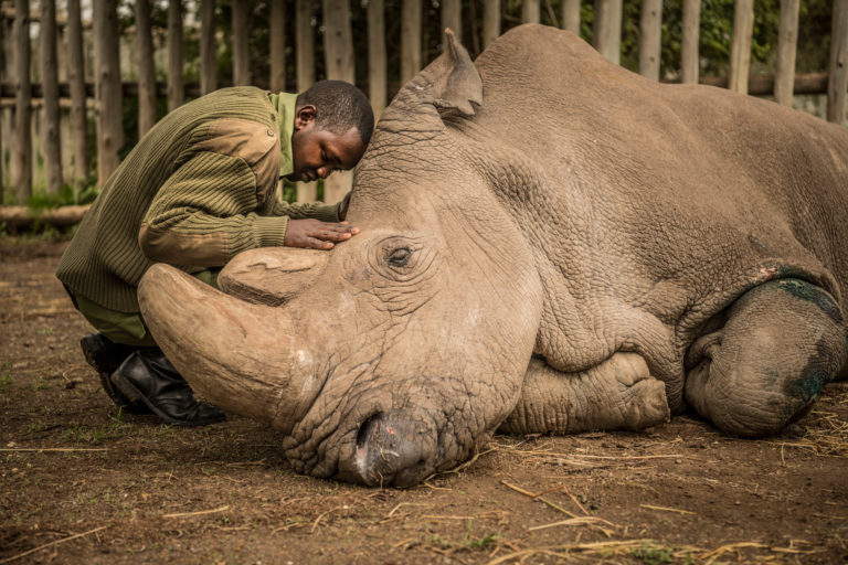 ami vitale Ol Pejeta Conservancy last rhino